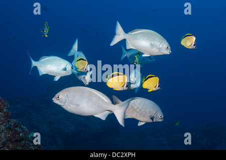 Blu-mare di bronzo cavedano e Barberfish, Kyphosus analogus, Johnrandallia nigrirostris, Socorro, Revillagigedo Islands, Messico Foto Stock