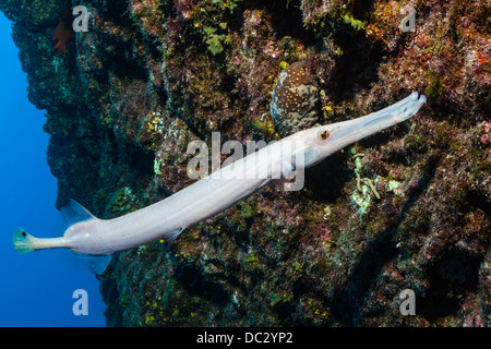 Trumpetfish, Aulostomus chinensis Socorro, Revillagigedo Islands, Messico Foto Stock