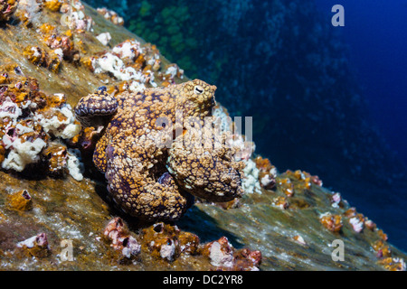 Polpo, Octopus vulgaris, Socorro, Revillagigedo Islands, Messico Foto Stock