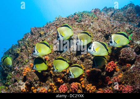 Secca di Barberfish, Johnrandallia nigrirostris, Socorro, Revillagigedo Islands, Messico Foto Stock