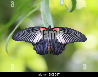 Femmina della grande mormone (Papilio memnon). La grande farfalla appartiene alla famiglia a coda di rondine e che si trova in Asia meridionale. Foto Stock