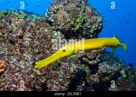 Giallo, Trumpetfish Aulostomus chinensis Socorro, Revillagigedo Islands, Messico Foto Stock