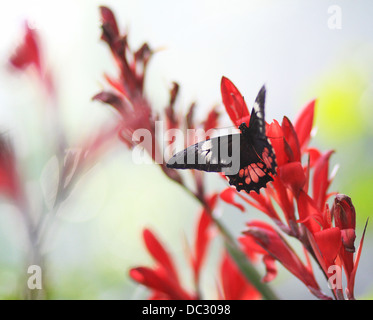 Comune (Mormone Papilio polytes),forma di Romolo, la femmina,appollaiate su un fiore. Si tratta di una specie di farfalla a coda di rondine. Asia. Foto Stock