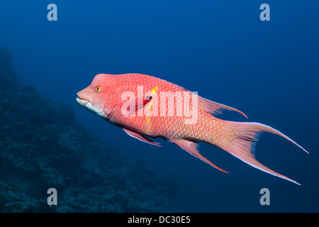 Hogfish messicano, Bodianus diplotaenia, San Benedicto, Revillagigedo Islands, Messico Foto Stock