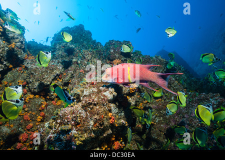 Secca di Barberfish e Hogfish messicano, Socorro, Revillagigedo Islands, Messico Foto Stock