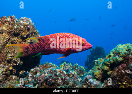 Hogfish messicano, Bodianus diplotaenia, San Benedicto, Revillagigedo Islands, Messico Foto Stock