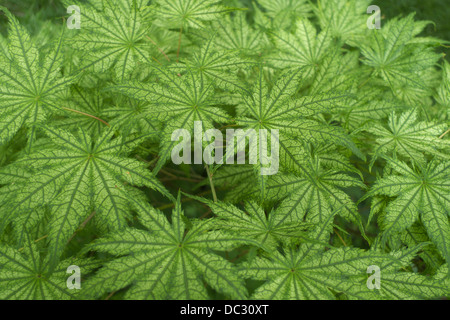 Le variegate giapponese (Acer Acer palmatum reticulatum syn. Shigitatsu sawa) Foto Stock