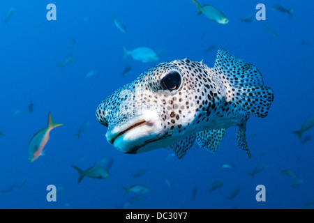 Common Porcupinefish, Diodon hystrix, Socorro, Revillagigedo Islands, Messico Foto Stock