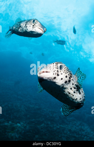 Common Porcupinefish, Diodon hystrix, Socorro, Revillagigedo Islands, Messico Foto Stock