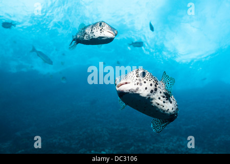 Common Porcupinefish, Diodon hystrix, Socorro, Revillagigedo Islands, Messico Foto Stock