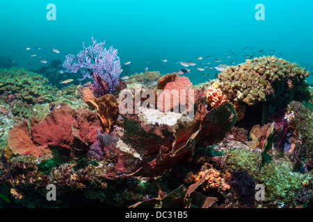 Colorata Barriera Corallina, Cabo Pulmo il Parco Marino Nazionale, Baja California Sur, Messico Foto Stock