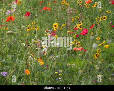Fiori selvatici Foto Stock