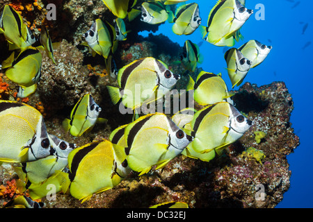 Secca di Barberfish, Johnrandallia nigrirostris, Socorro, Revillagigedo Islands, Messico Foto Stock