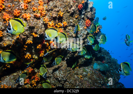 Secca di Barberfish, Johnrandallia nigrirostris, Socorro, Revillagigedo Islands, Messico Foto Stock