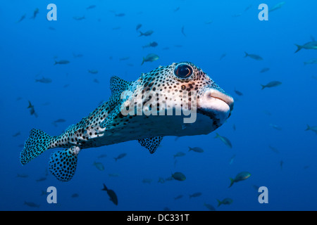 Common Porcupinefish, Diodon hystrix, Socorro, Revillagigedo Islands, Messico Foto Stock