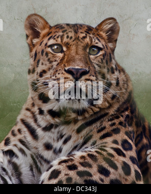 Amur Leopard (panthera pardus orientalis) Foto Stock