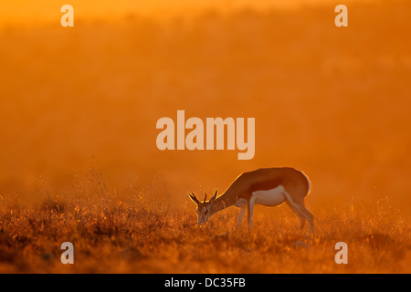 Springbok antilope (Antidorcas marsupialis) nella prateria di sunrise, Sud Africa Foto Stock