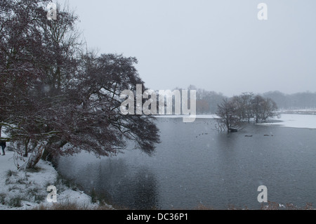 Richmond Park sotto la neve in inverno, UK. Foto Stock