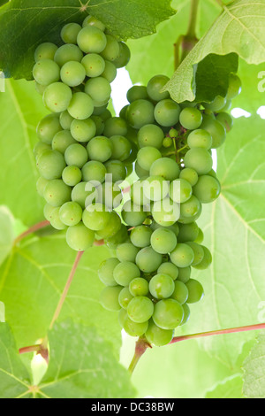 Verde uva appeso su un ramo Foto Stock