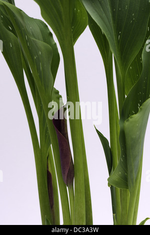 Una calla lily flower inizia ad aprirsi Foto Stock