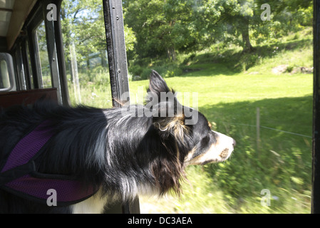 Boarder collie si affaccia una carrozza ferroviaria finestra e odora di aria. Foto Stock