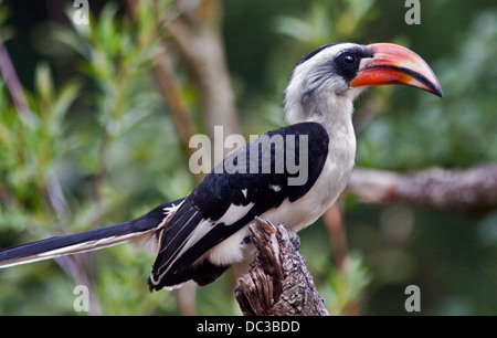 Von der Decken's Hornbill (tockus deckeni) maschio Foto Stock