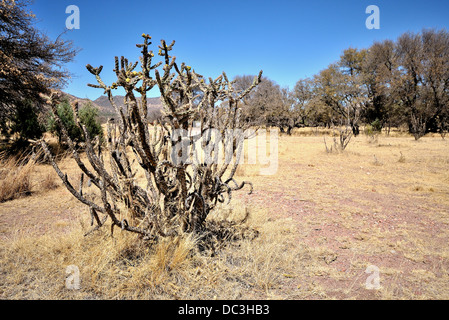 Il Texas Prairie in Jeff Davis County, STATI UNITI D'AMERICA Foto Stock