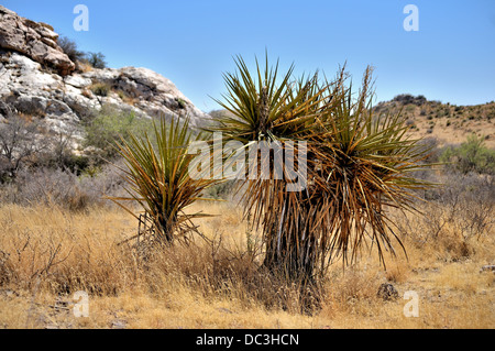 Yucca Cacti in il texano Prairie in Jeff Davis County, STATI UNITI D'AMERICA Foto Stock