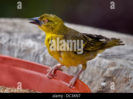 Testa nera Tessitore (ploceus melanocephalus) Foto Stock