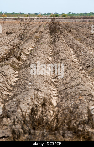 Raymondville, Texas - agriturismo Unplanted campo nel Rio Grande Valley, una zona colpita da una prolungata siccità. Foto Stock