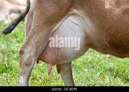 La mammella e capezzoli Jersey mucca, latteria 'Bos taurus" . Foto Stock