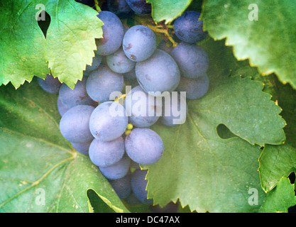 Maturazione grappoli di uva sulla vite Foto Stock