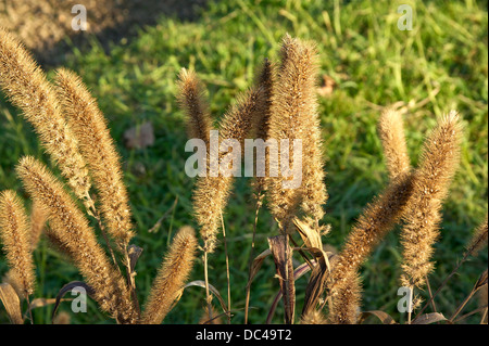 Il miglio di Foxtail, Setaria italica (L.) Beauv. in autunno. Foto Stock