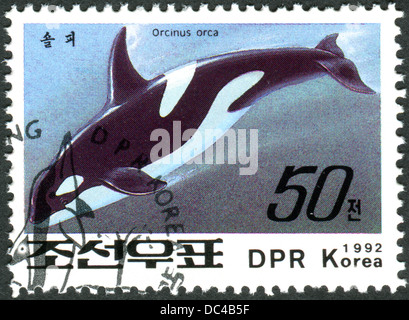 Corea del Nord - circa 1992: un francobollo stampato in Corea del Nord mostra la balena killer (Orcinus orca), circa 1992 Foto Stock