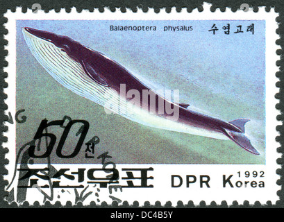 Corea del Nord - circa 1992: un francobollo stampato in Corea del Nord mostra la balena blu (Balaenoptera musculus), circa 1992 Foto Stock