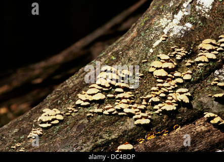 Un cluster di amaro ostrica (Panellus stipticus) funghi che crescono su di un registro di marcio in una foresta Missouri. Foto Stock