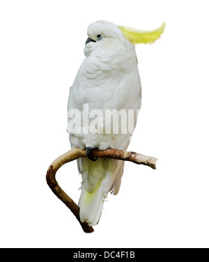 Yellow-Crested Cacatua su sfondo bianco Foto Stock