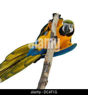 Blu e Oro Macaw isolato su bianco Foto Stock