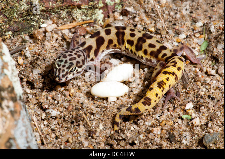 Western nastrare Gecko Coleonyx variegatus Tucson Pima County, Arizona, Stati Uniti 4 Agosto adulto con uova. Gekkonidae Foto Stock