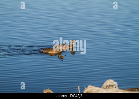 American Wigeon (Anas americana) una coppia di nuoto con le loro riflessioni, nell'acqua, Frank Lago, Alberta, Canada Foto Stock