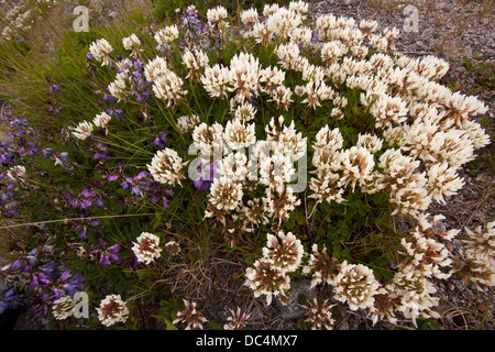 Trifoglio bianco (Trifolium repens) Fiori Foto Stock