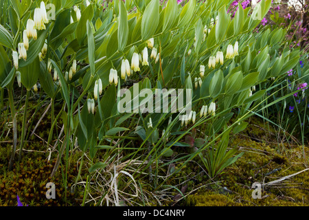 Salomone angolare del sigillo (Polygonatum odoratum ) fiori Foto Stock