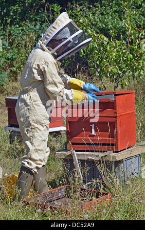 Custode bee hive di apertura Foto Stock