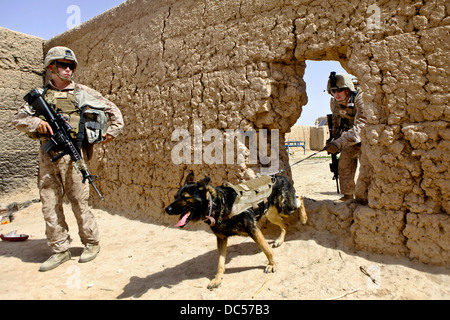 US Marine Cpl. Quinton McCloud e Zamp, suo esplosivi improvvisati rivelatore del dispositivo cane cerca un composto per esplosivi nascosti durante il funzionamento Grizzly Luglio 29, 2013 nella provincia di Helmand, Afghanistan. Foto Stock