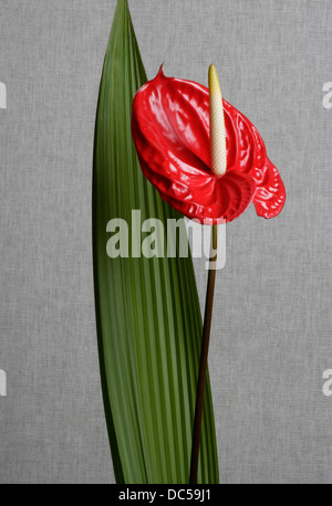 Giglio di Anthurium Foto Stock