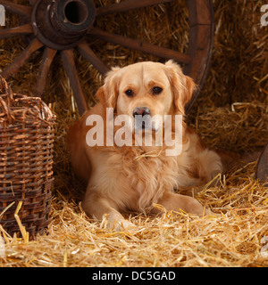 Il Golden Retriever |Golden Retriever, Ruede Foto Stock