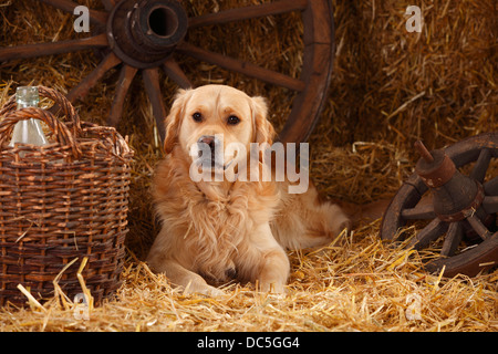 Il Golden Retriever |Golden Retriever, Ruede Foto Stock