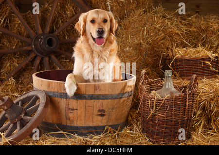 Il Golden Retriever |Golden Retriever, Ruede Foto Stock