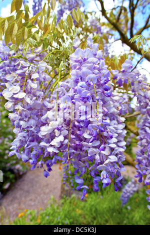 Grandi fiori di glicine in un giardino inglese. Foto Stock