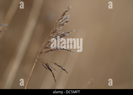 Cannuccia di palude, Phragmites australis, unico stelo Foto Stock